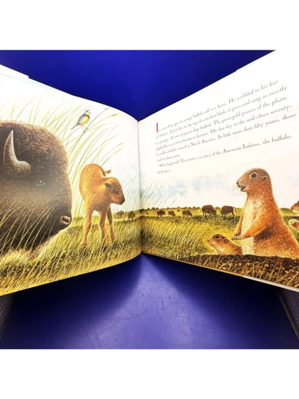 Buffalo Are Back Jean Craighead George 2010 HC Ex Library Dust Jacket